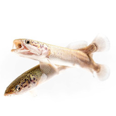 [세계 최대 담수어] 피라루쿠 15cm 내외 (피라루크)