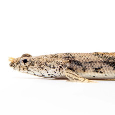 폴립테루스 엔드리케리(10cm)