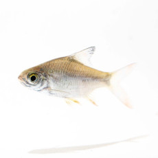 실버 바브 4cm 내외 2마리