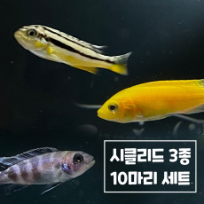 시클리드 3종 10마리세트[블루제브라+다람쥐+바나나]