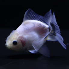 [금붕어]밀크 오란다(먹눈) 7cm