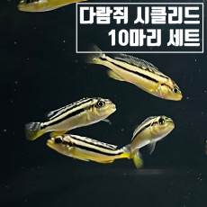 [골든시클리드]다람쥐 시클리드 (10마리)